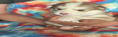 Alaskan Malamute 1
