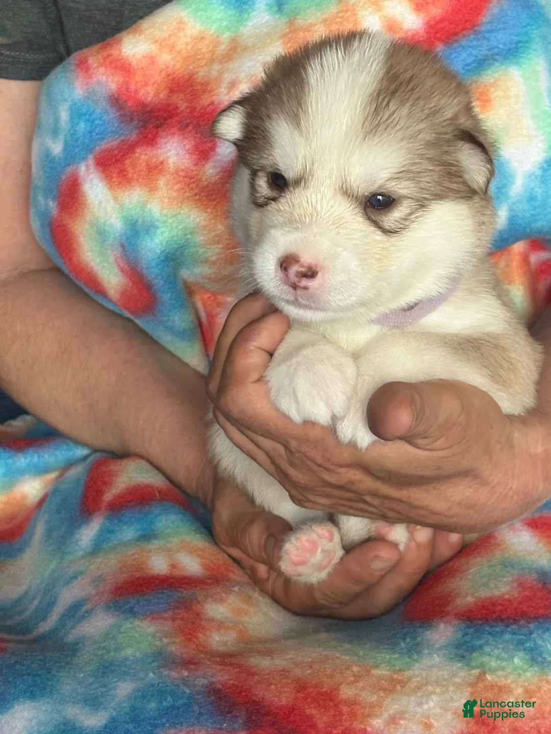 Alaskan Malamute dogs for sale: Alaskan Malamute 1 - Ad 1