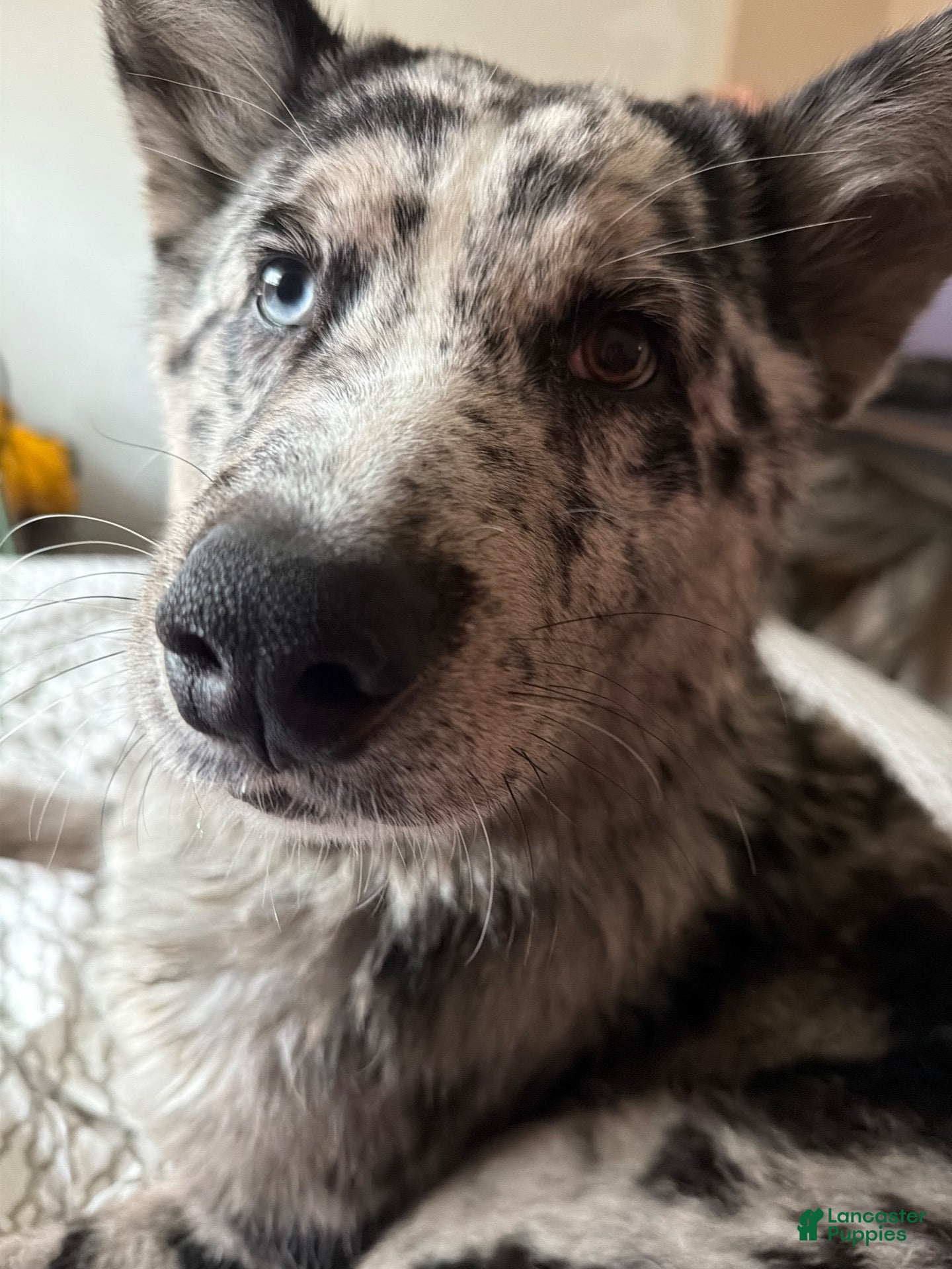 Mixed Breed dogs for sale: Mixed Breed 1 - Ad 2