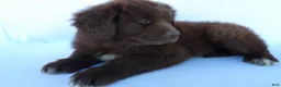 Newfoundland dogs for sale: Luna - Ad 5