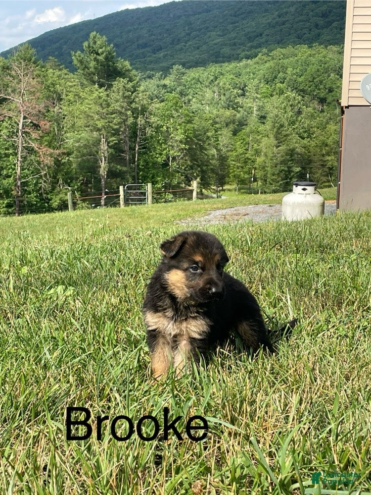 German Shepherd dogs Brooke - Ad 2