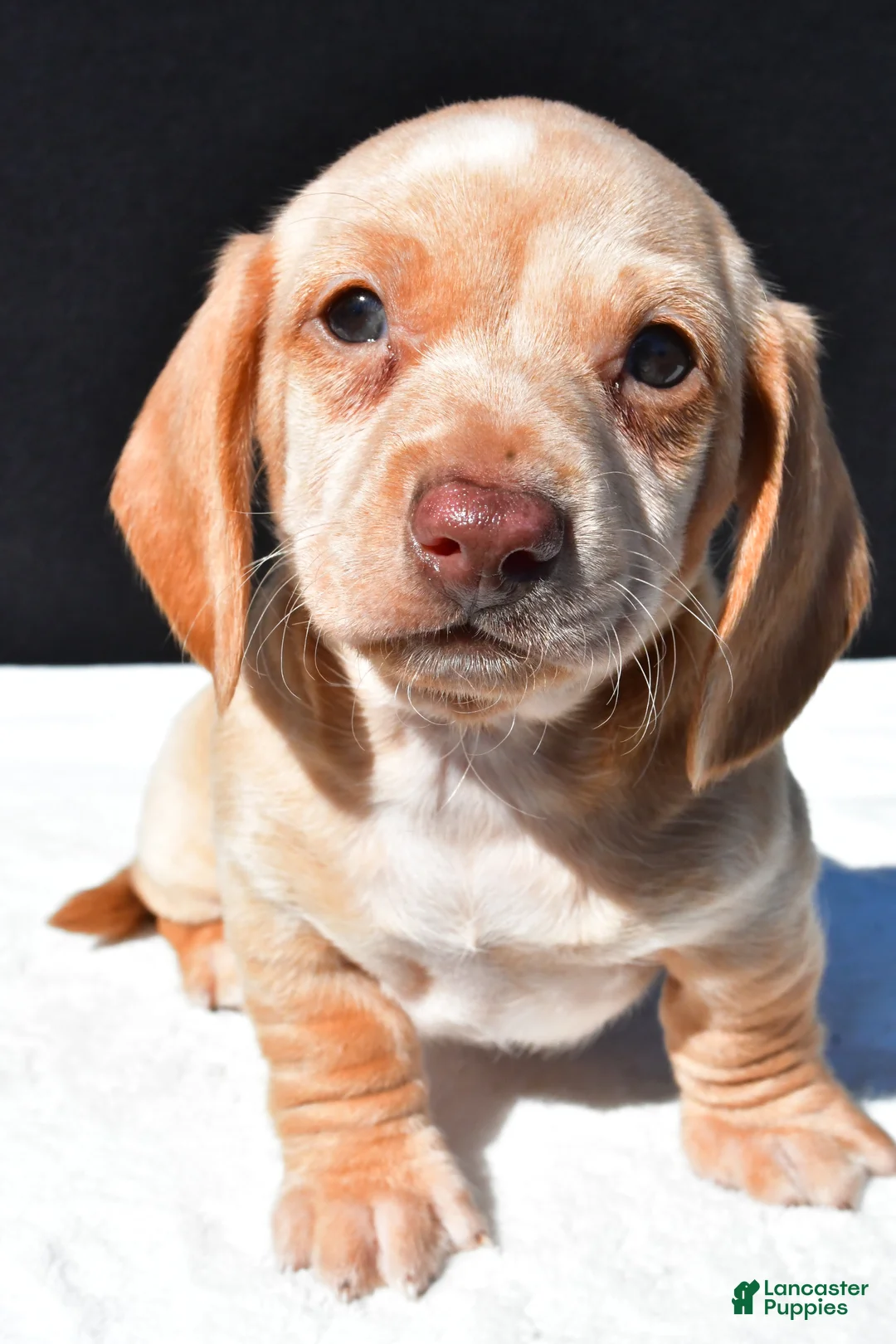 Dachshund dogs for sale: Bo - Ad 2