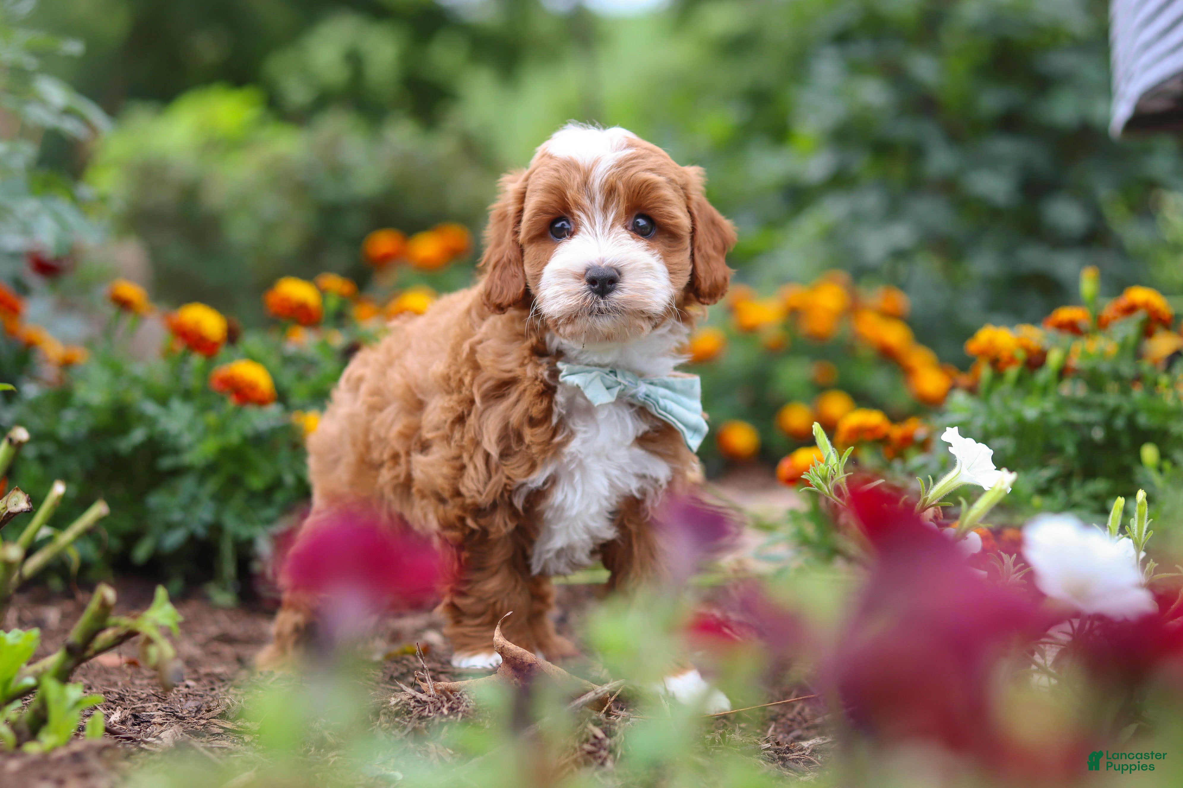 Cavapoo dogs Lane - Ad 1