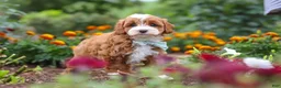 Cavapoo dogs for sale: Lane - Ad 1