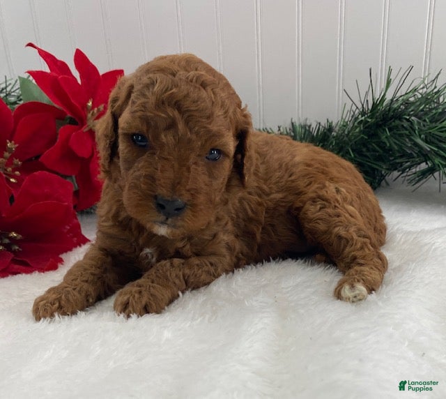 Cavapoo dogs Simba - Ad 9