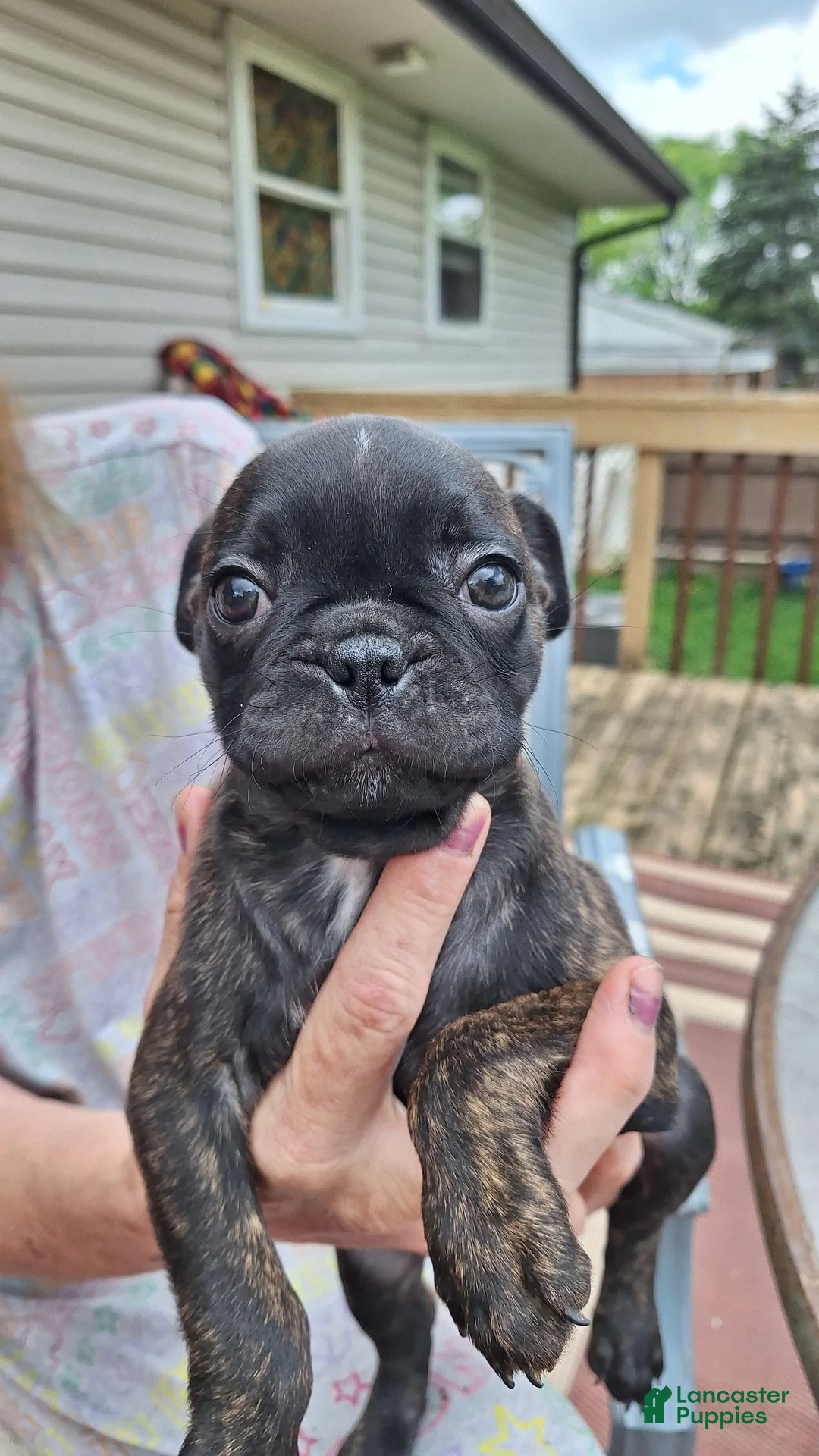 Mixed Breed dogs for sale: Coco - Ad 2