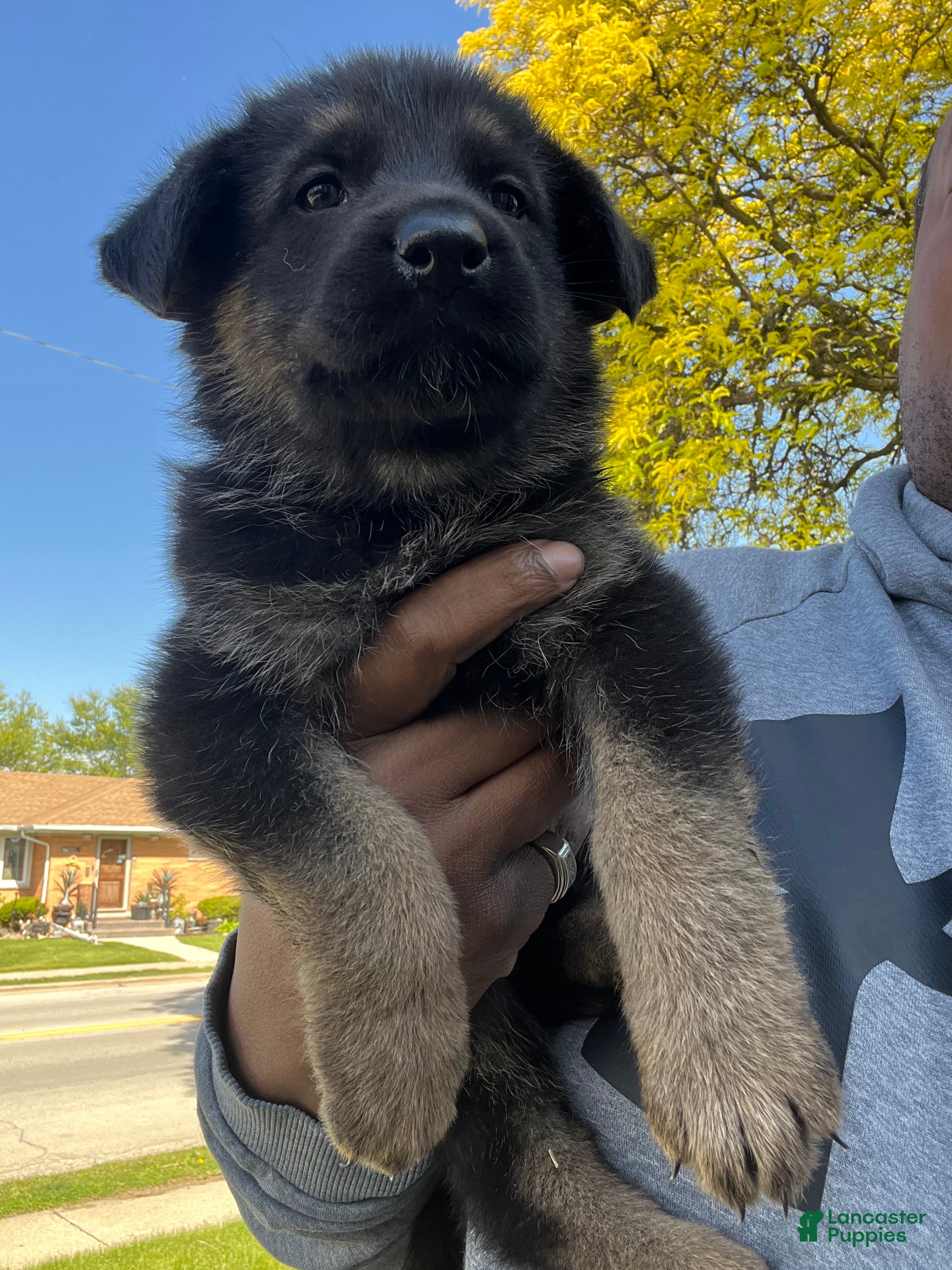 German Shepherd dogs German Shepherd Puppy 3 - Ad 33