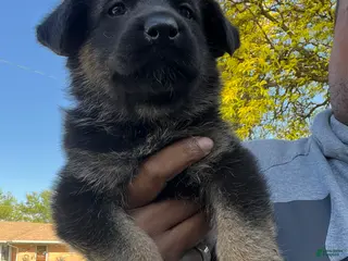 German Shepherd dogs German Shepherd Puppy 3 - Ad 15