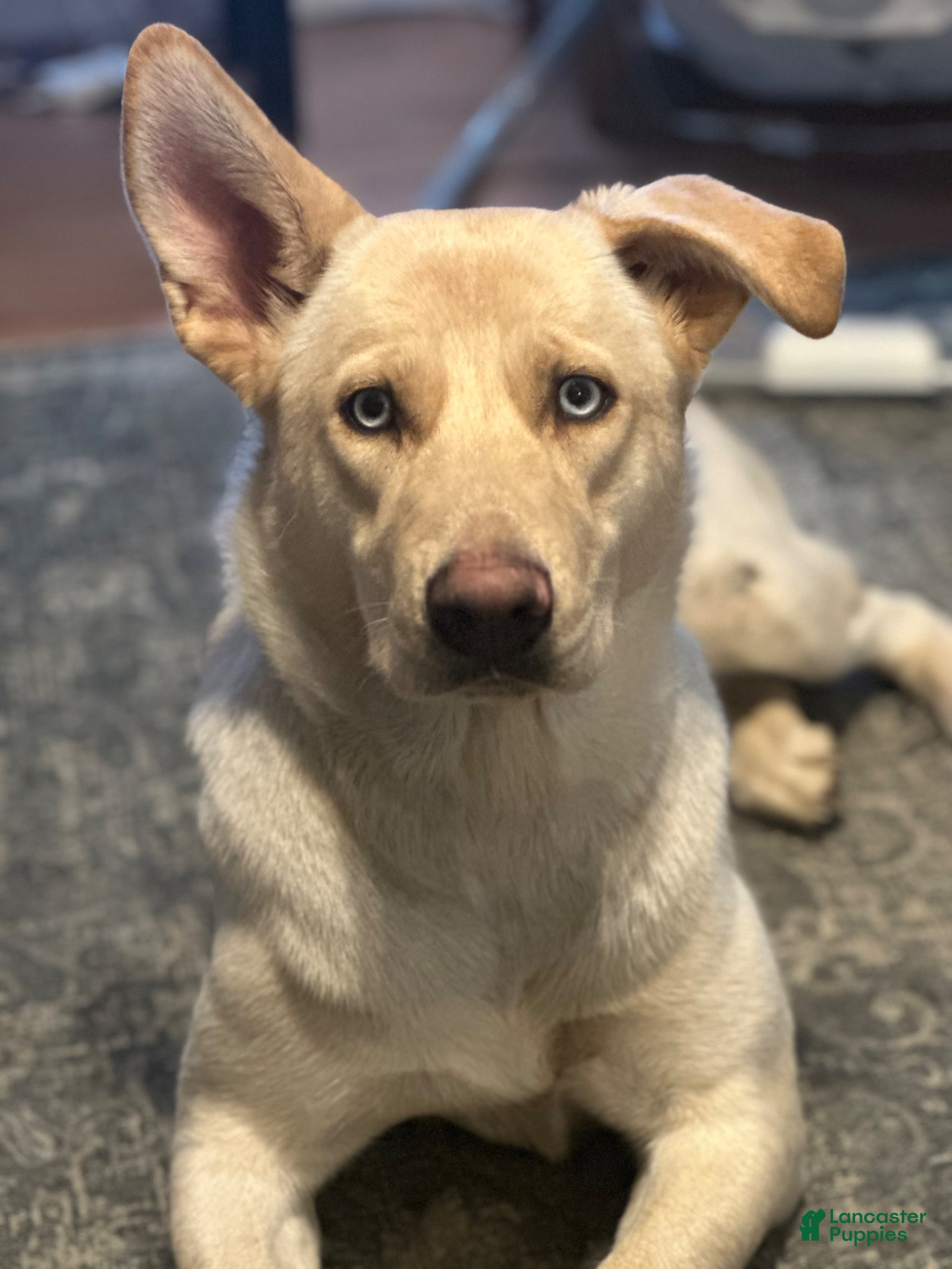 Gerberian Shepsky dogs Gerberian Shepsky Puppy 1 - Ad 20