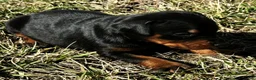Doberman Pinscher dogs for sale: Summer  - Ad 2