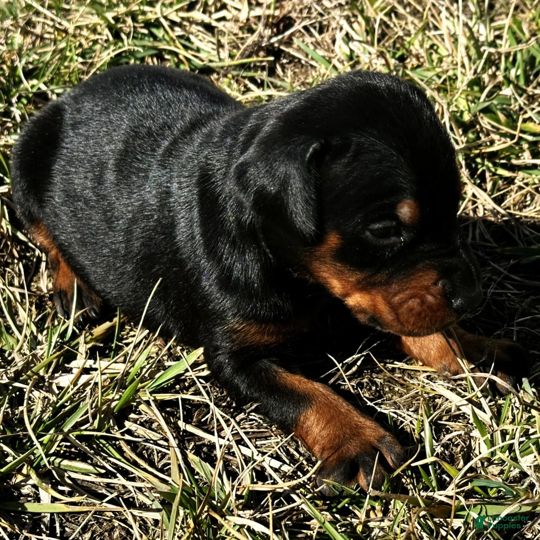 Doberman Pinscher dogs for sale: Summer  - Ad 2