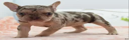 Mixed Breed dogs for sale: Pumpkin spice  - Ad 18