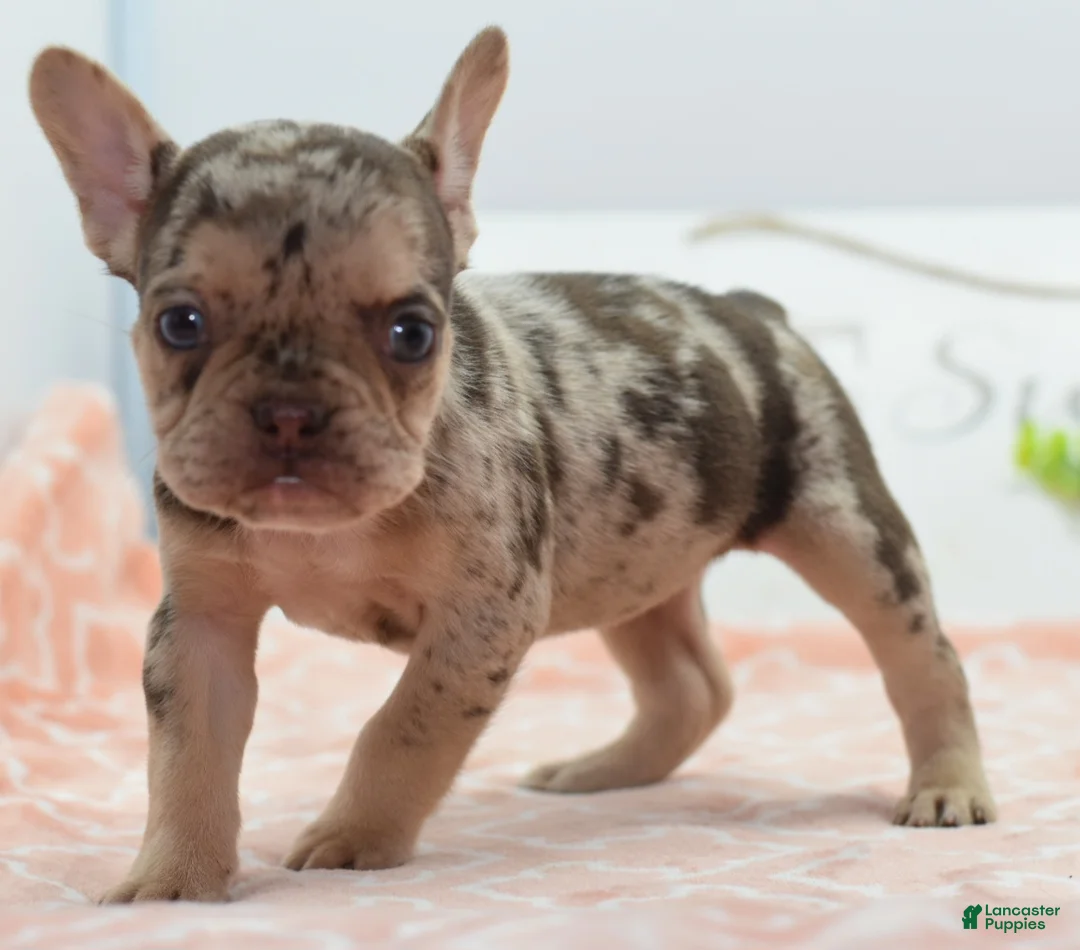 Mixed Breed dogs for sale: Pumpkin spice  - Ad 18