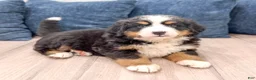 Bernese Mountain Dog dogs for sale: Callie - Ad 3