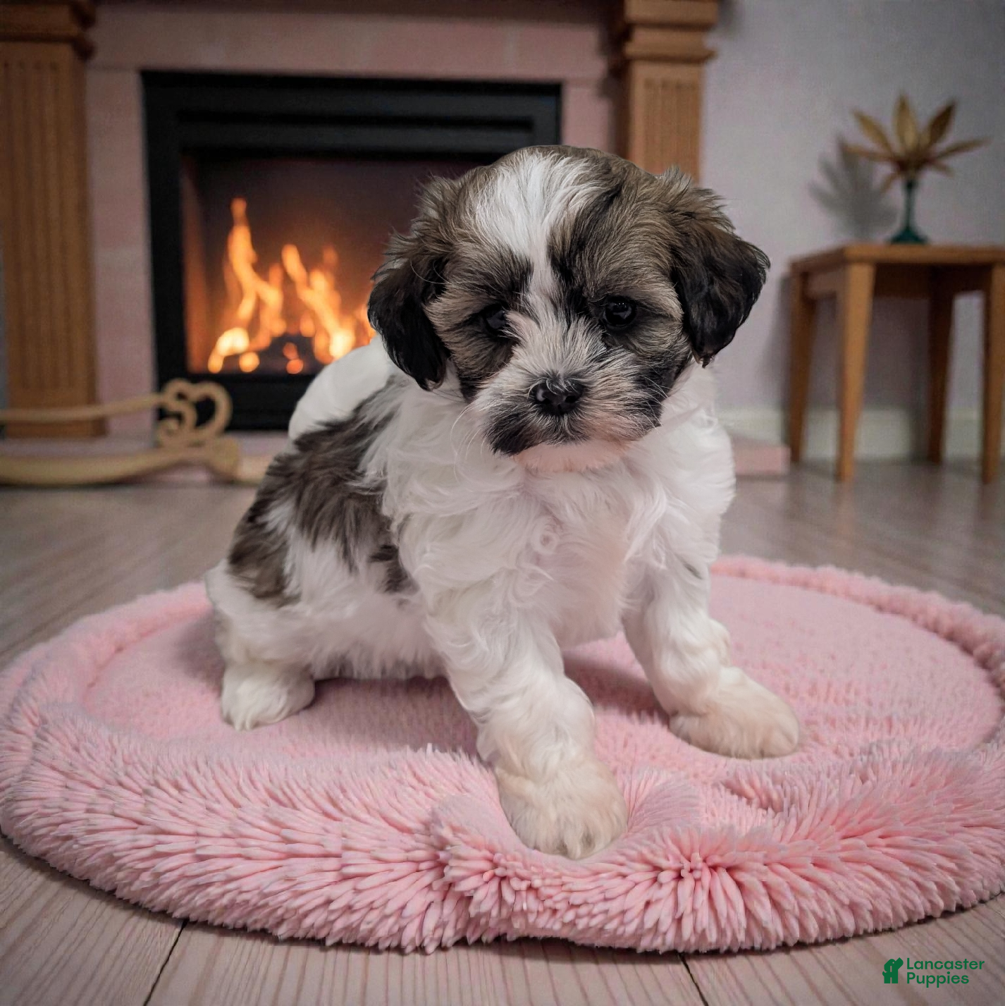 Shihpoo dogs Zoey - Ad 12