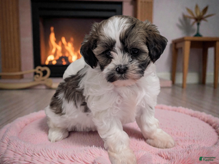 Shihpoo dogs Zoey - Ad 10