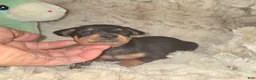 Miniature Pinscher dogs for sale:  Matt black and rust  - Ad 12