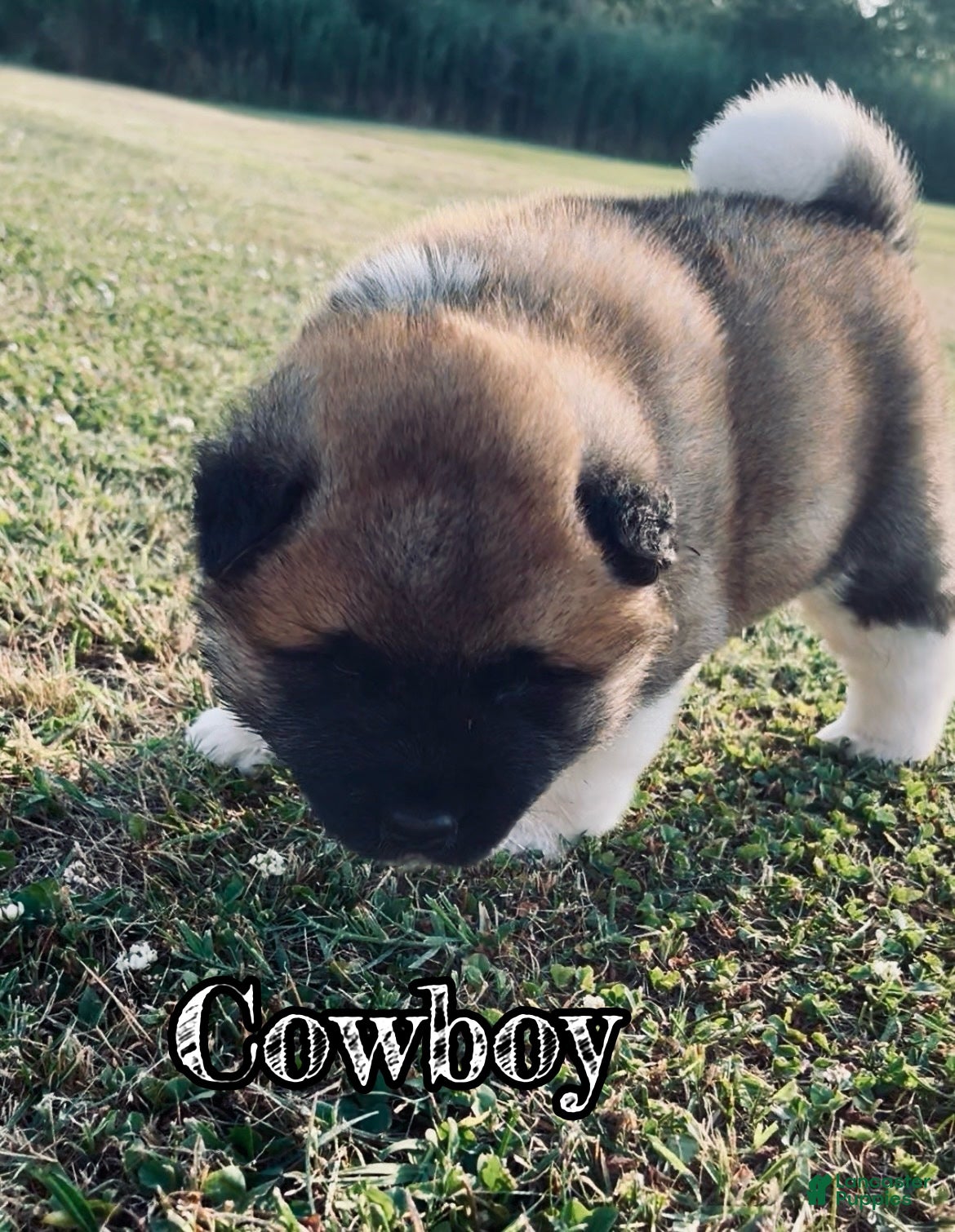 Akita dogs Cowboy  - Ad 2