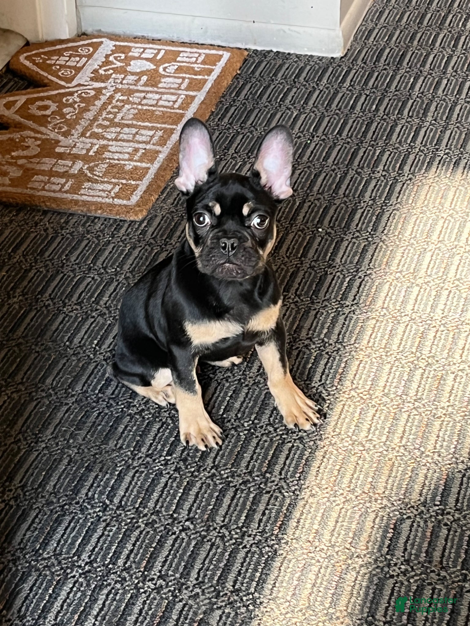 Frenchton dogs Macho - Ad 33