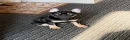 Frenchton dogs for sale: Macho - Ad 1