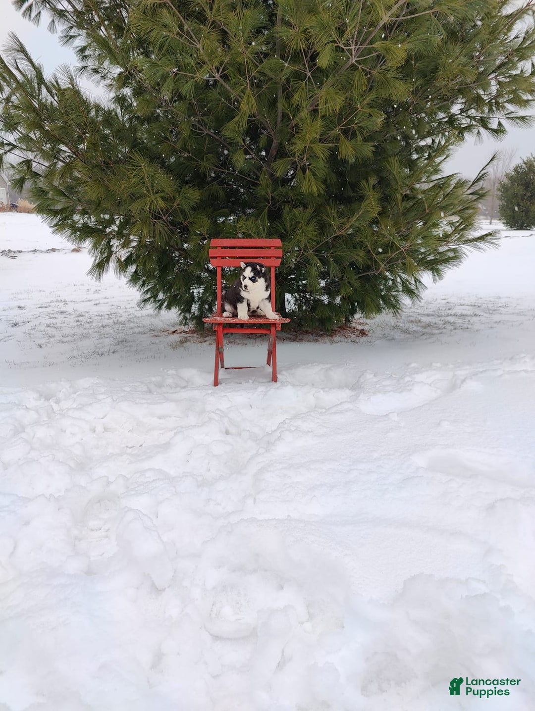 Siberian Husky dogs for sale: Lucy - Ad 1