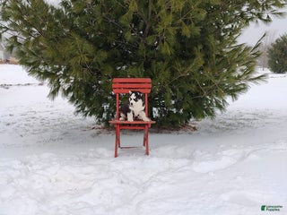 Siberian Husky dogs Lucy - Ad 8