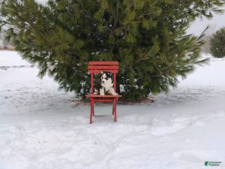 Siberian Husky dogs Lucy - Ad 10