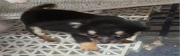 Chihuahua dogs for sale: Fredrick - Ad 3