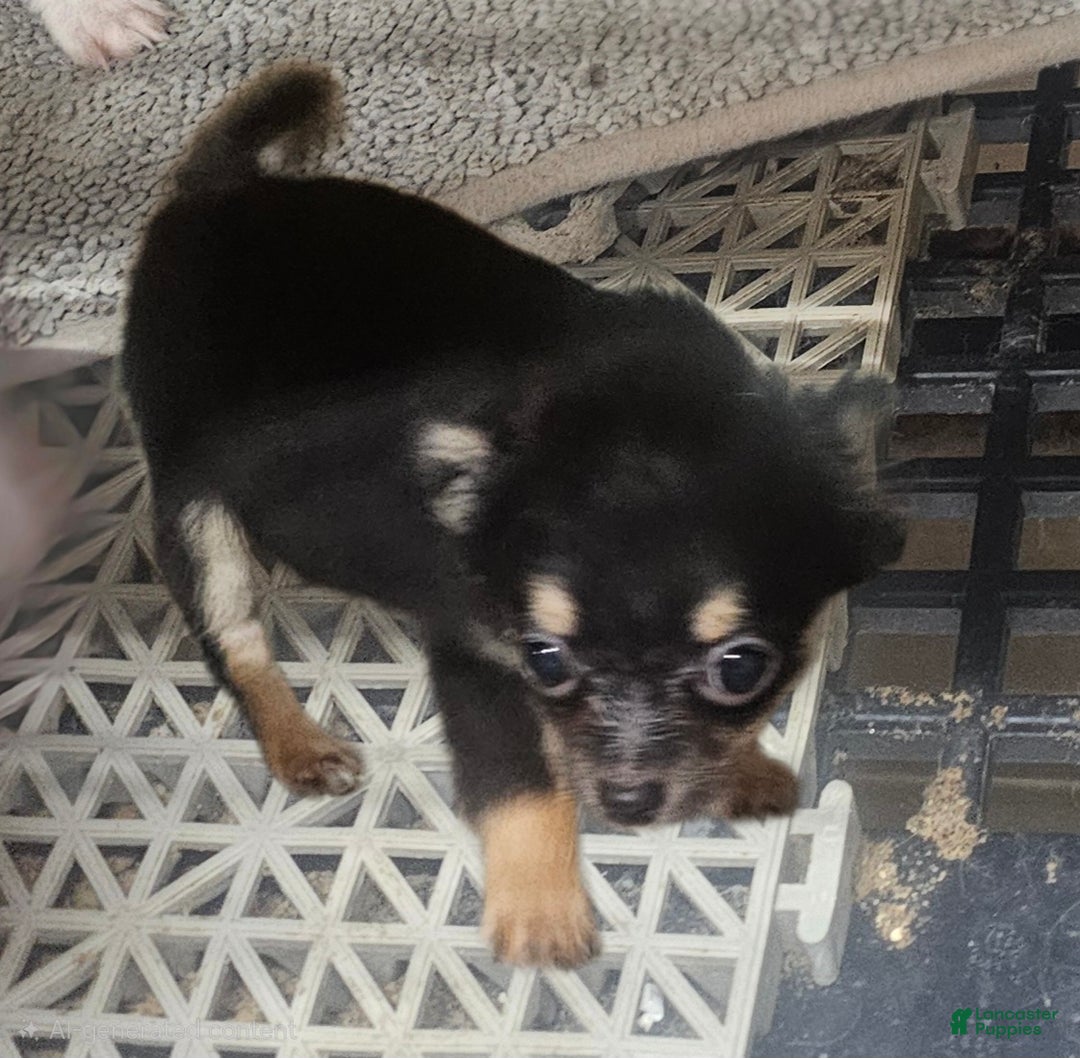 Chihuahua dogs for sale: Fredrick - Ad 3