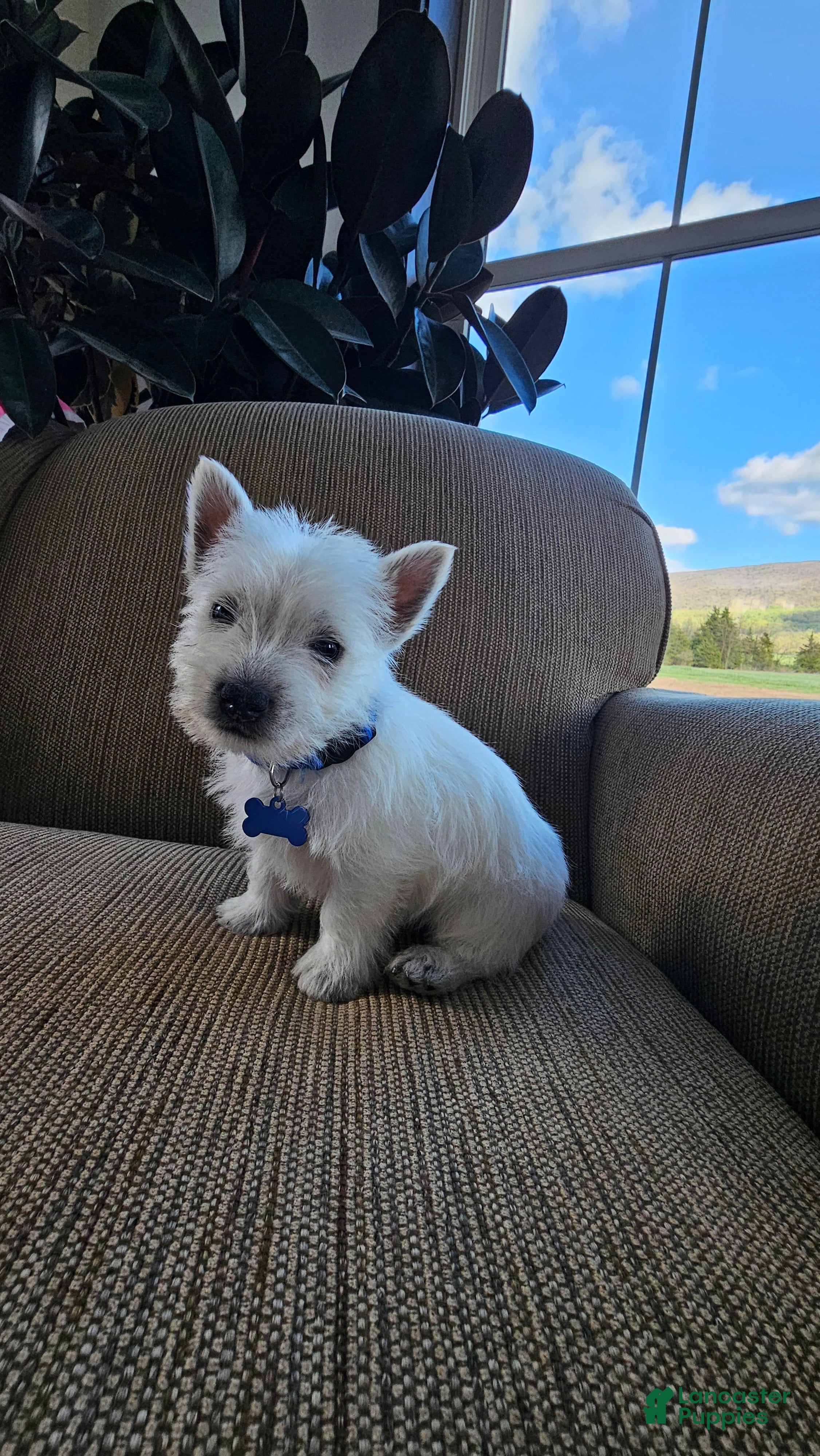 West Highland Terrier dogs Tucker - Ad 1