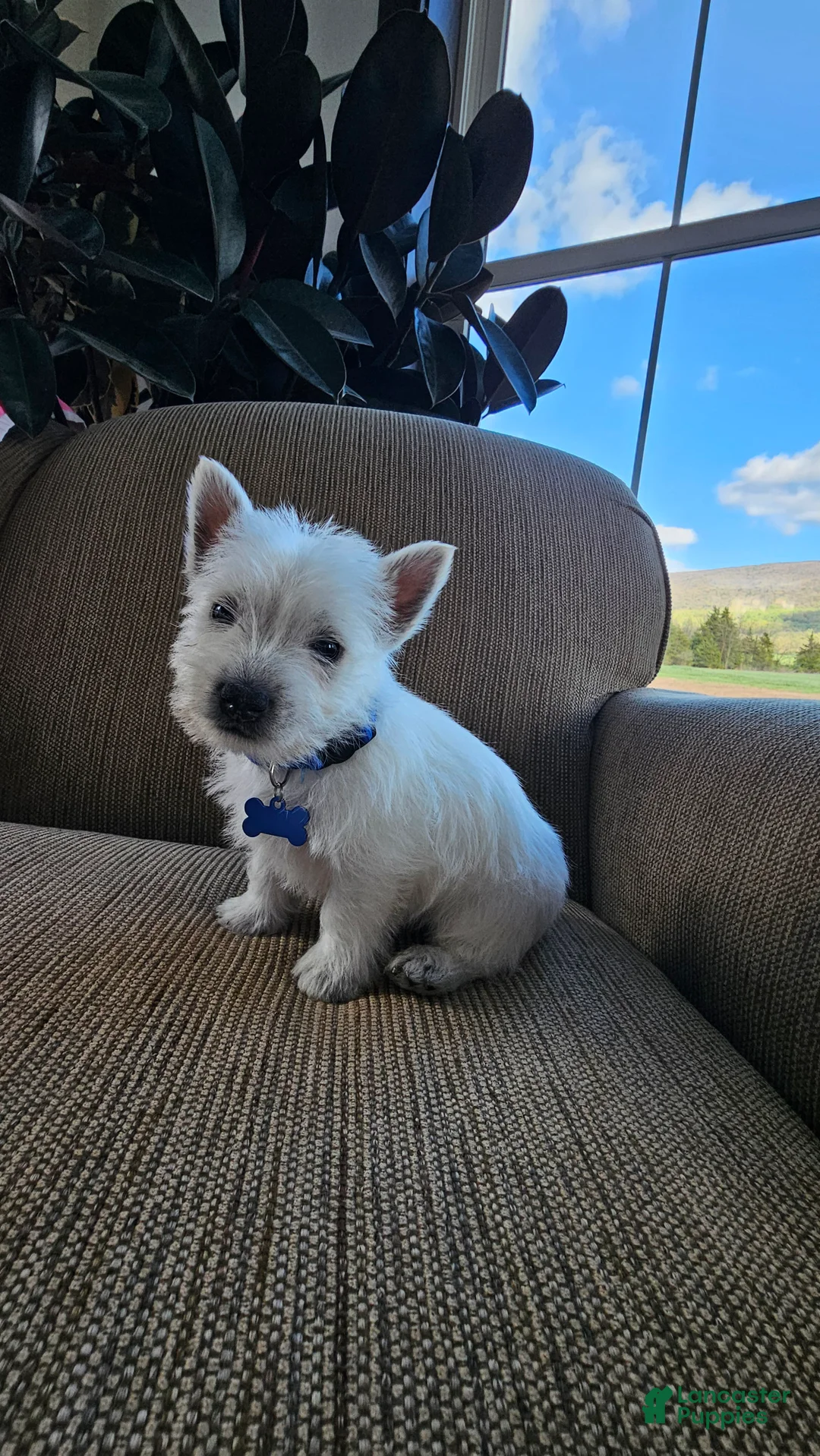 West Highland Terrier dogs for sale: Tucker - Ad 1