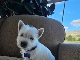 West Highland Terrier dogs for sale: Tucker - Ad 3