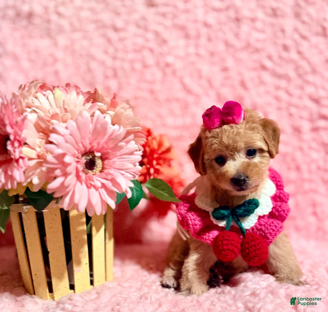 Toy Poodle dogs for sale: Precious apricot toy - Ad 6