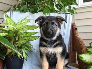 German Shepherd dogs Nick - Ad 40