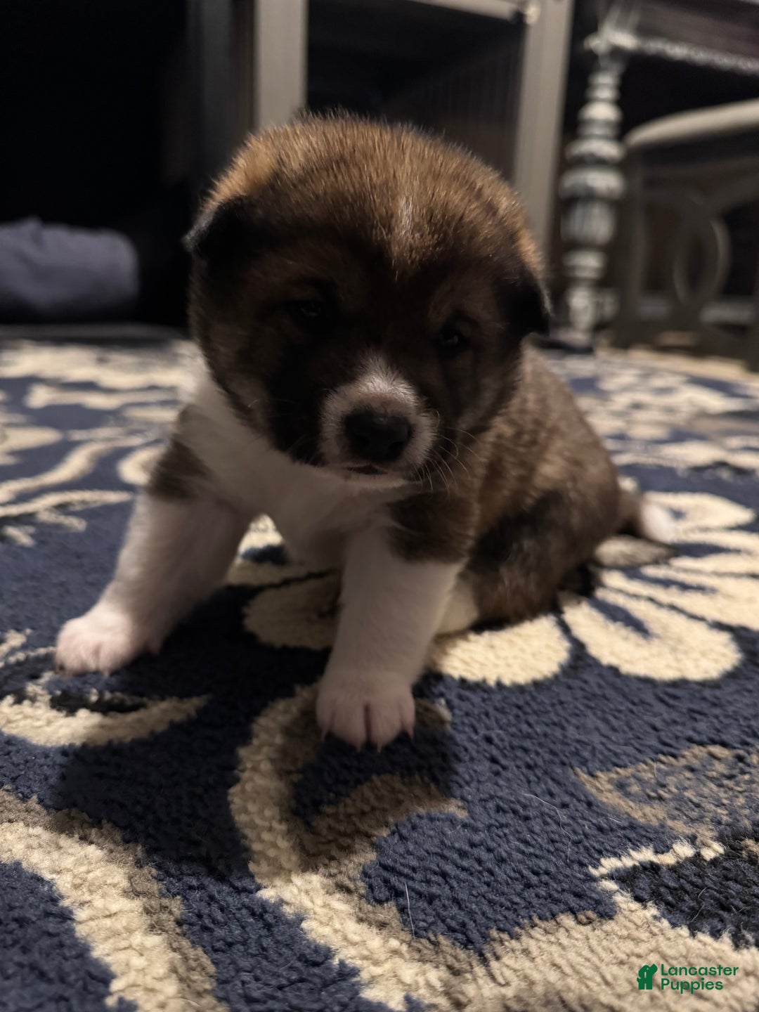 Shiba Inu dogs for sale: Shiba Inu Puppy 3 - Ad 13