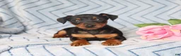 Miniature Pinscher dogs for sale: Peanut  - Ad 3