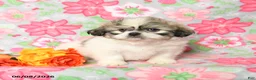 Teddy Bear dogs for sale: Waffles - Ad 2
