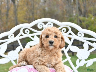 Mini Goldendoodle dogs - Ad 23