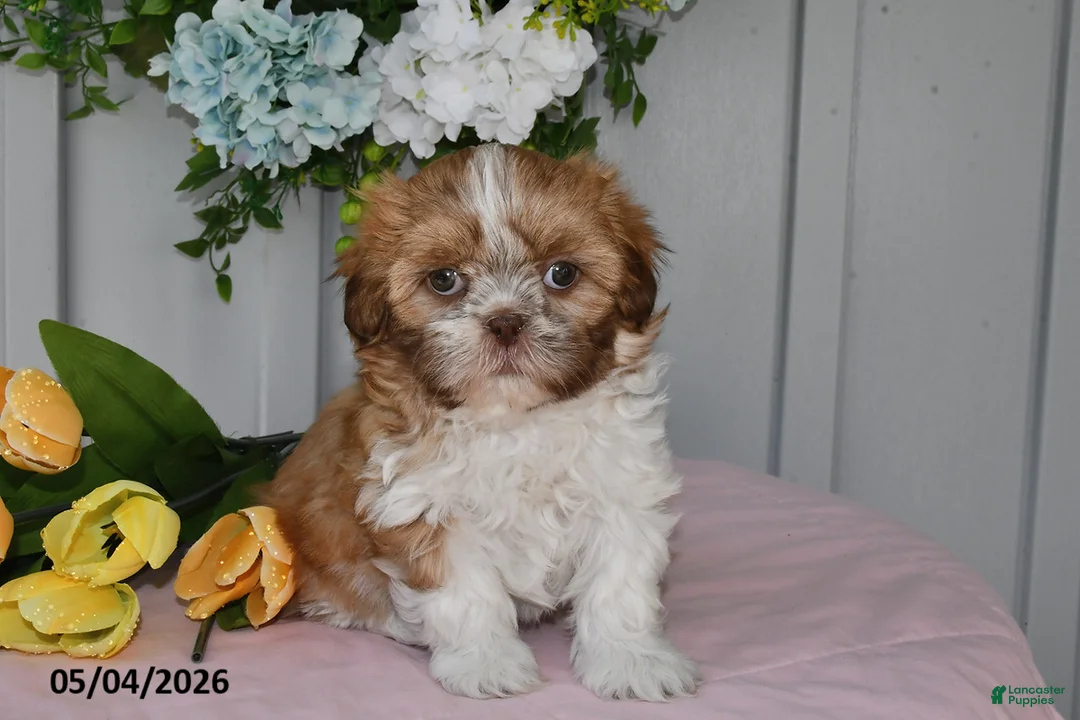 Shih Tzu dogs for sale: Daffadil - Ad 1
