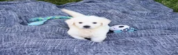 Golden Retriever dogs for sale: Sycamore  - Ad 2