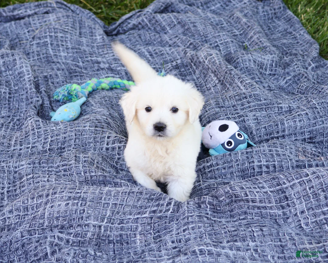 Golden Retriever dogs for sale: Sycamore  - Ad 2