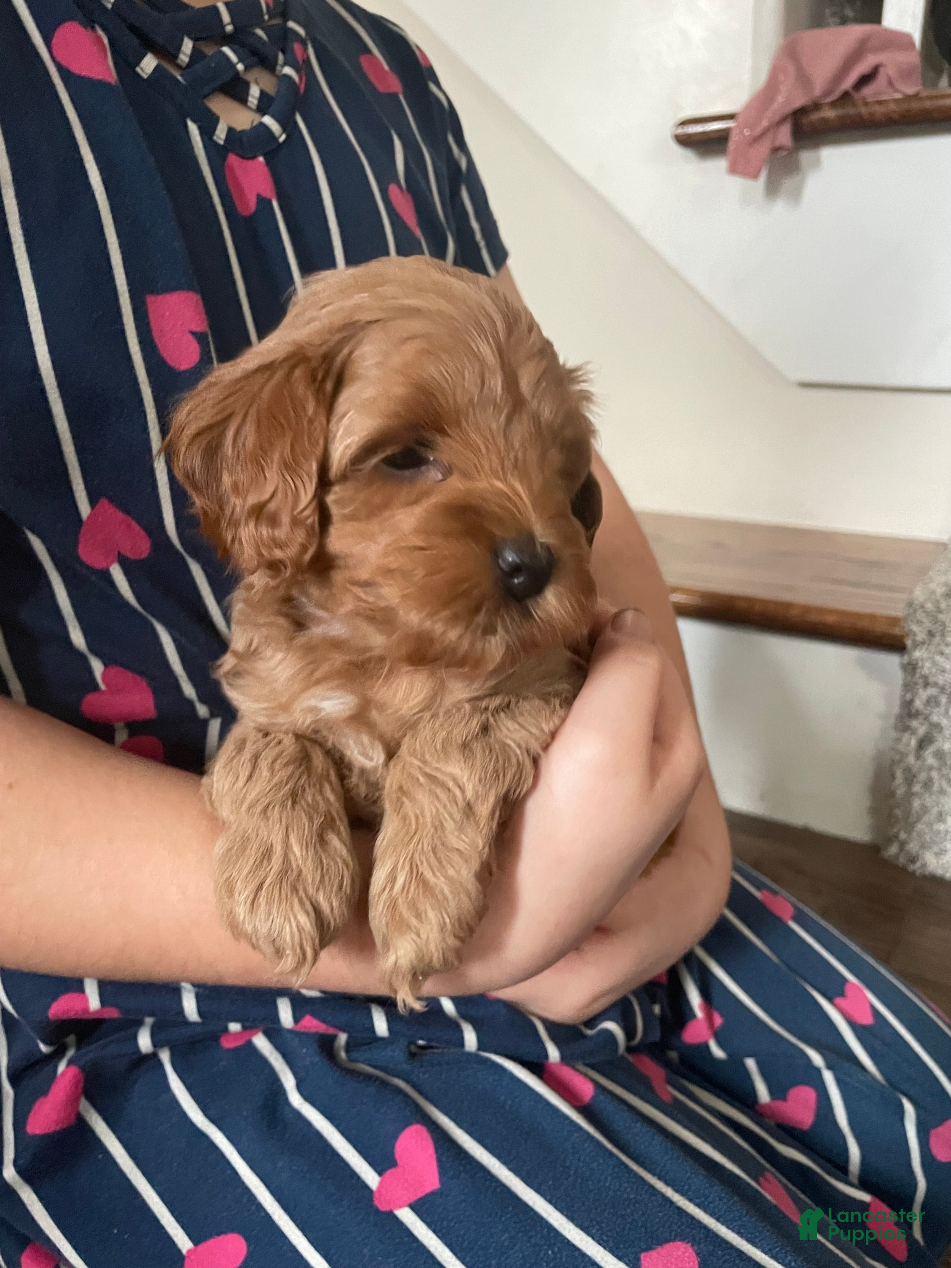 Cavapoo dogs Josie - Ad 6