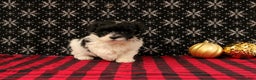 Maltipoo dogs for sale: Frostine - Ad 2