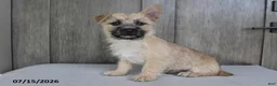 Cairn Terrier dogs for sale: Archie - Ad 3