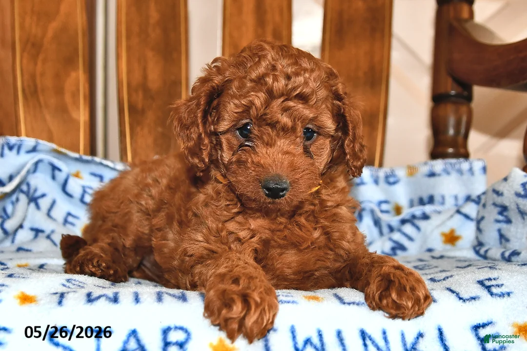 Cavapoo dogs for sale: Amelia - Ad 1
