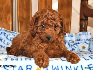 Cavapoo dogs for sale: Amelia - Ad 4