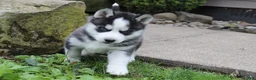 Siberian Husky dogs for sale: Timber - Ad 3