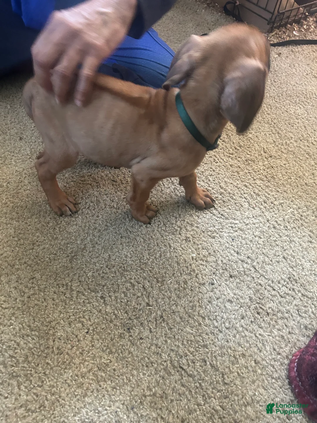 Rhodesian Ridgeback dogs for sale: Rhodesian Ridgeback Puppy 3 Green Collar  - Ad 2