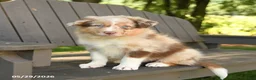 Border Collie dogs for sale: Mike - Ad 2