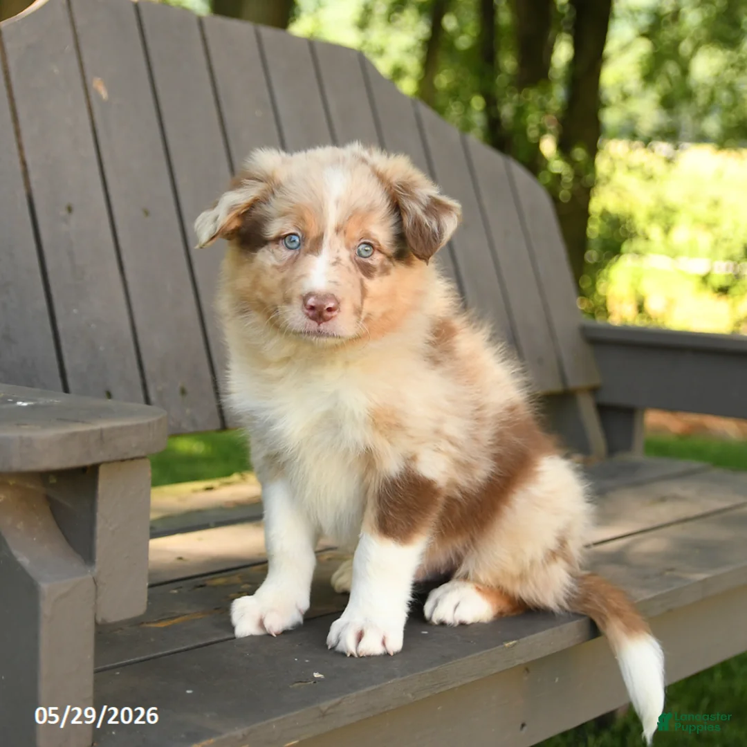 Border Collie dogs for sale: Mike - Ad 2